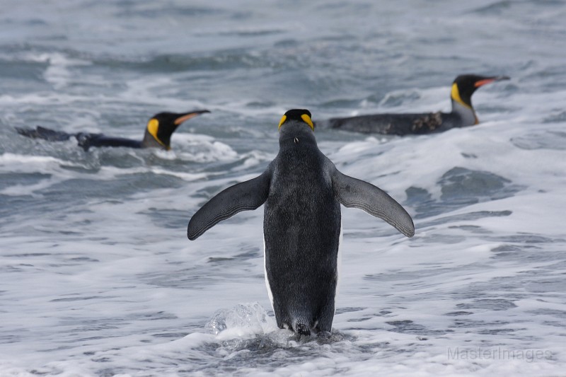 IMG_5131c.jpg - King Penguin (Aptenodytes patagonicus)